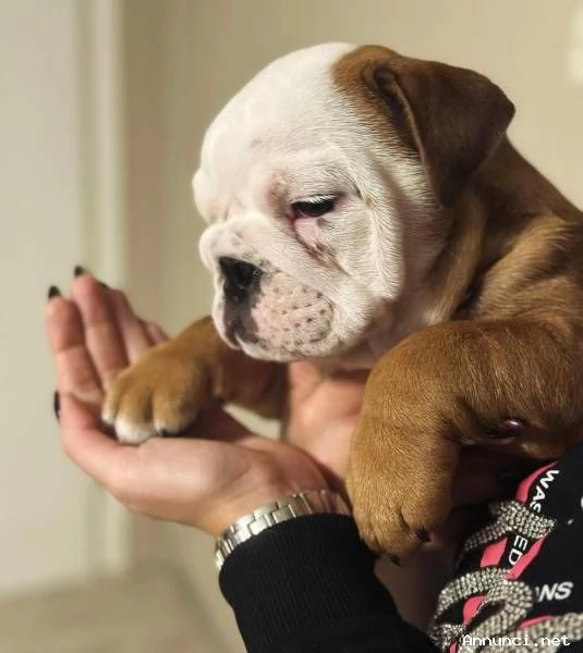 ~~~~Bulldog inglese cuccioli disponibili Cuccioli disponibili Bulldog inglese cuccioli disponibil