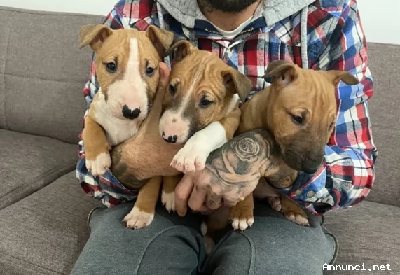 ~~~~~Splendidi cuccioli di Bull terrier~~~