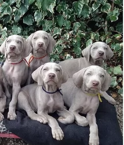 ~~~Splendidi cuccioli di Weimaraner~~~