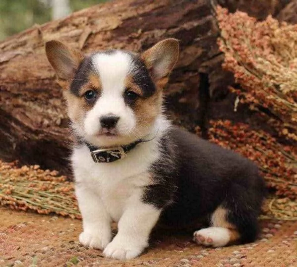 ~~~~~cuccioli welsh corgi pembroke~~~~