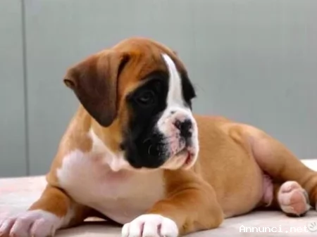 ~~~~Cuccioli Boxer~~~~