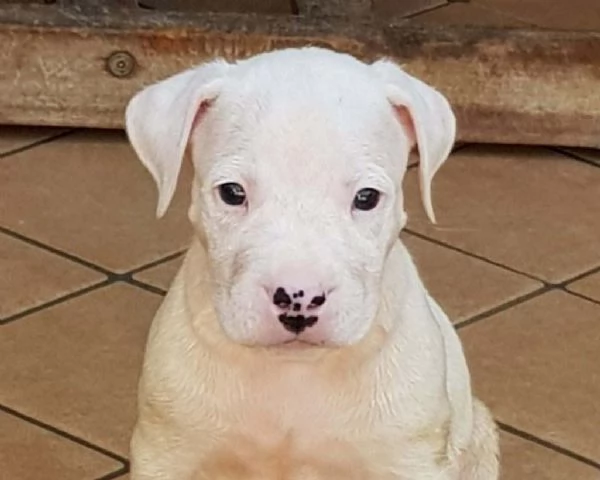 ~~~~Disponibili cuccioli dogo argentino~~~