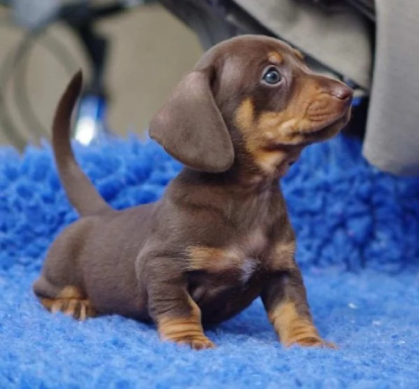 ~~~~Cuccioli Bassotto Tedesco con Pedigreeigree~~~