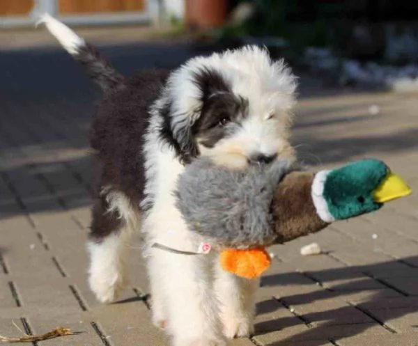 ~~~Bellissimi Kuccioli Bobtail~~~