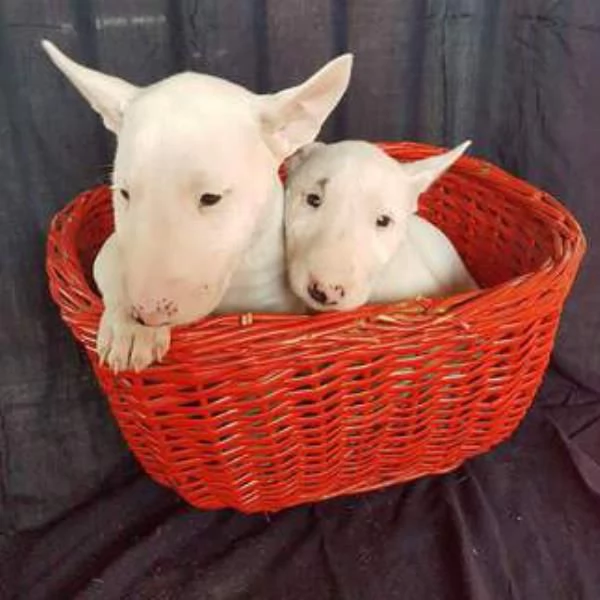 ~~~Regalo Bellissimi Cuccioli DI BULL TERRIER~~~~~~~~~