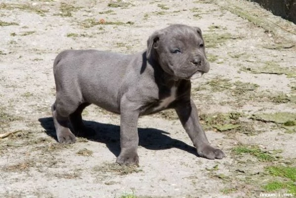~~~~Vendita cucciolo cane corso cuccioli ~~!