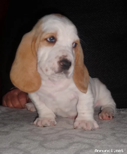 ~~~~Meravigliosi Cuccioli di Bassethound~~