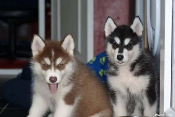 ~~~~ALASKAN MALAMUTE CUCCIOLI ~~~~~