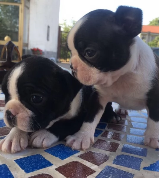 !~~~~Vendita cucciolo cuccioli di boston terrier ~~~~