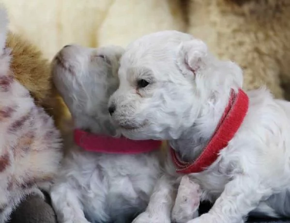 ~~~~~BOLOGNESE cuccioli da compagnia~~