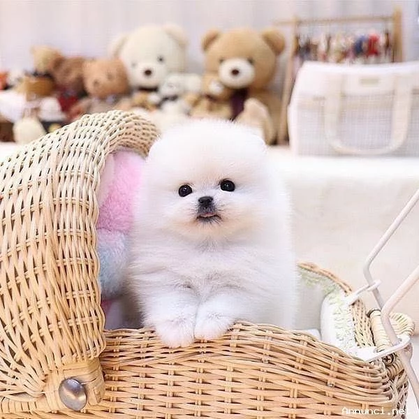 ~~~~~POMERANIA CUCCIOLI (MASCHIO E FEMMINA)~~~~