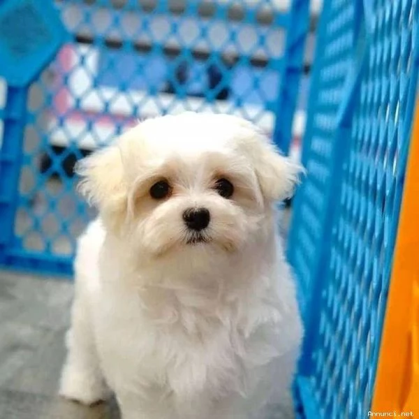 ~~~~DISPONIBILI CUCCIOLI DI MALTESE TOY~~~