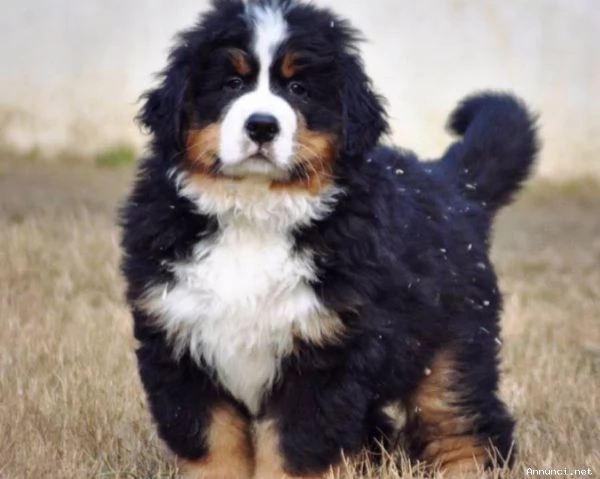 ~~~~Vendita cucciolo cuccioli di bovaro del bernese~~~