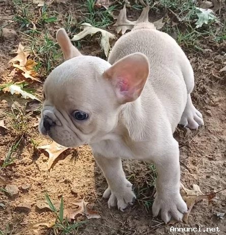 ~~~~Bellissimo cuccioli di bouledogue francese~~~
