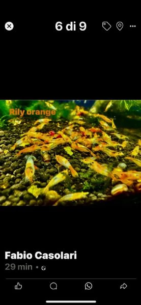 Neocaridine selezionate adulte | Foto 5