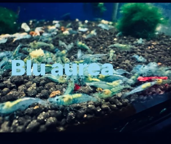 Neocaridine selezionate adulte