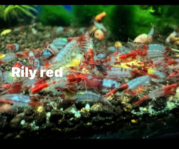 Neocaridine selezionate adulte | Foto 4