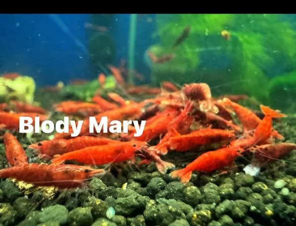 Neocaridine selezionate adulte | Foto 3