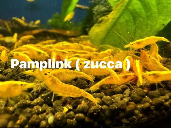 Neocaridine selezionate adulte | Foto 2