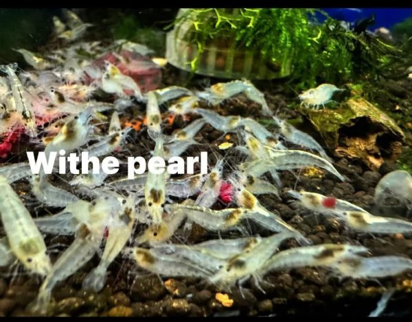 Neocaridine selezionate adulte | Foto 1