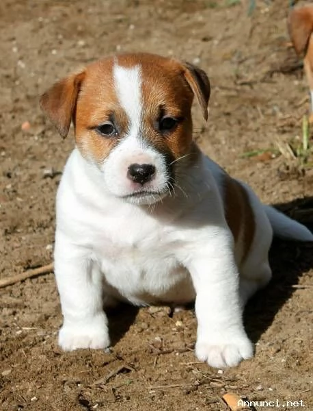 ~~~~`JACK RUSSELL CUCCIOLI ~~~~