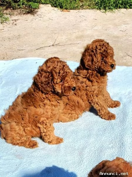 ~~~~~~Cuccioli di barboncino di razza pura~~~