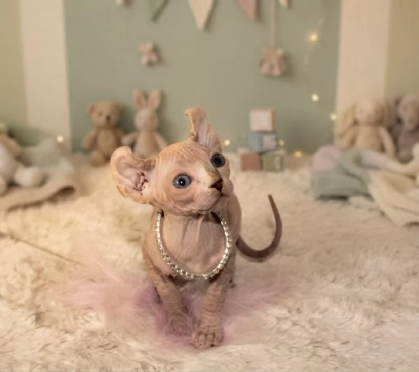 Cuccioli di sphynx | Foto 1