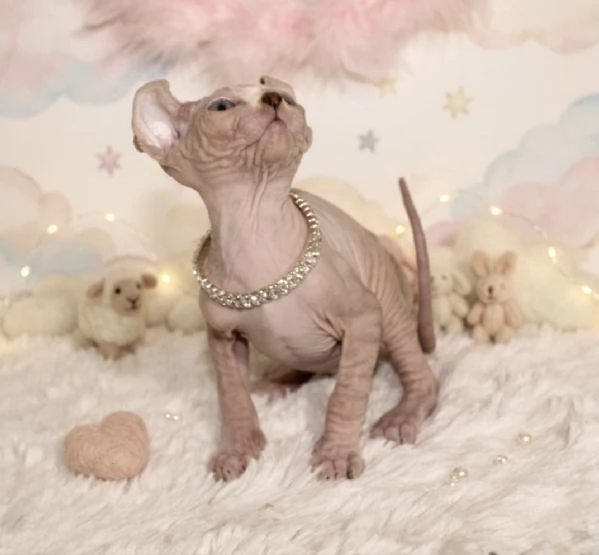 Cuccioli di sphynx | Foto 0