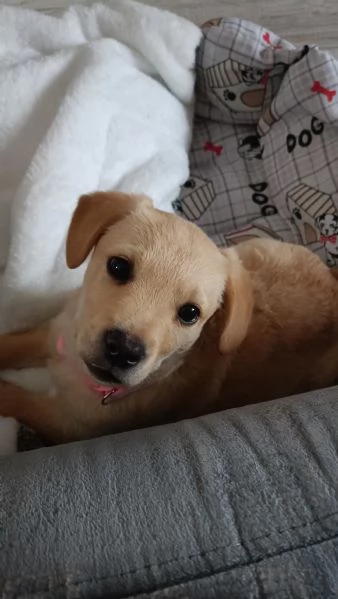 Cessione cucciola meticcia di 3 mesi