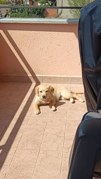 Cessione cucciola meticcia di 3 mesi | Foto 1