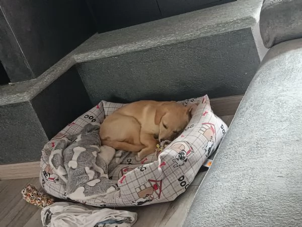 Cessione cucciola meticcia di 3 mesi | Foto 0