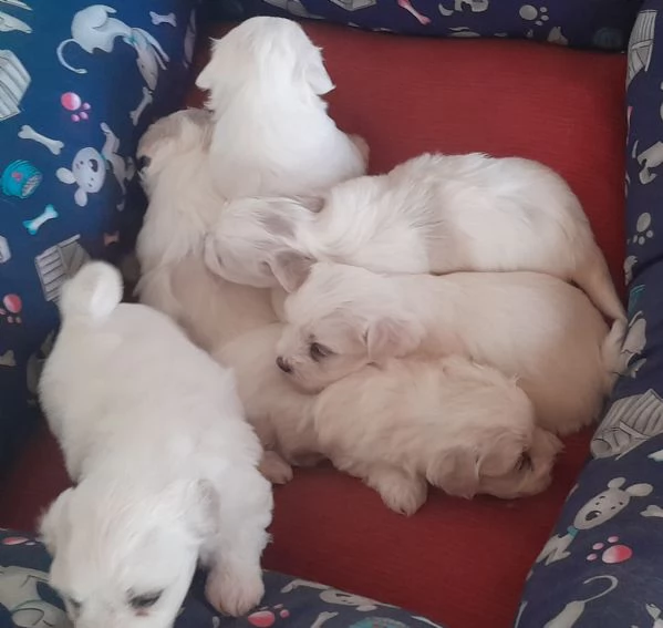 Cuccioli maltese  | Foto 0