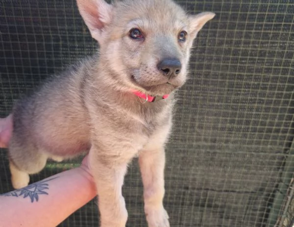 Cucioli Lupo Cecoslovacco 