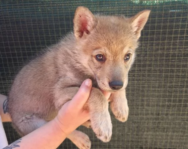 Cucioli Lupo Cecoslovacco  | Foto 4