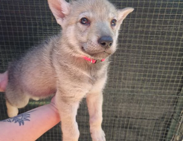 Cucioli Lupo Cecoslovacco  | Foto 2