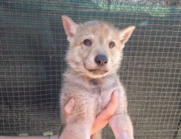 Cucioli Lupo Cecoslovacco  | Foto 1