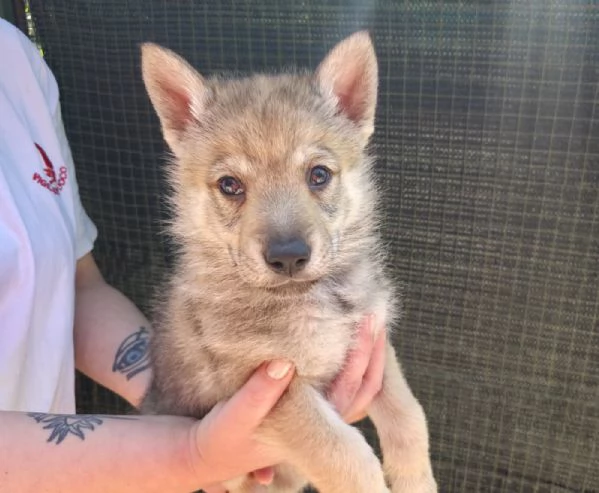 Cucioli Lupo Cecoslovacco  | Foto 0