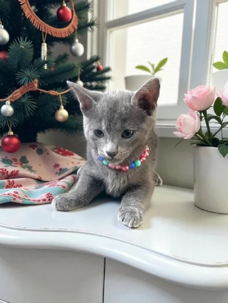 Gattini adorabili e coccolosi – Pronti per essere adottati oggi stesso!