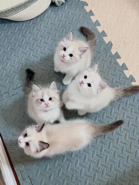 Gattini adorabili disponibili per l'adozione ??