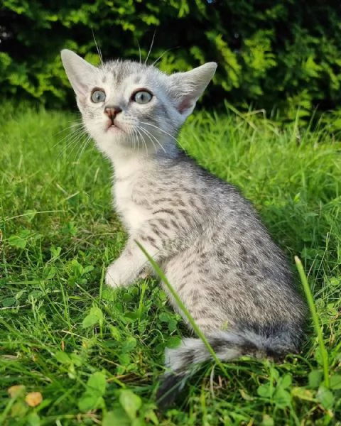 Gattini giocherelloni – Prenota il tuo ora!