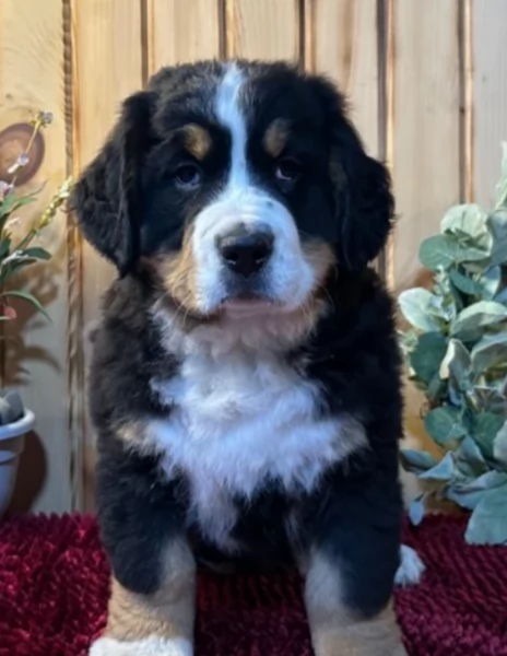 cuccioli di Bovaro del Bernese