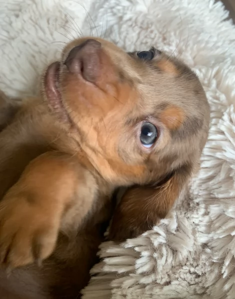 dolcissimi e meravigliosi Bassotto per adozione | Foto 1