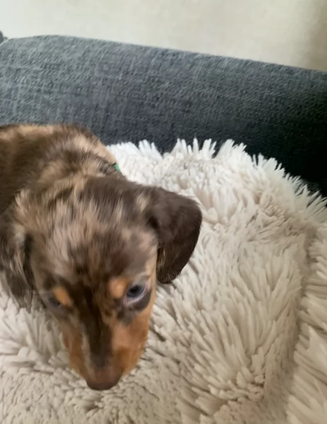 dolcissimi e meravigliosi Bassotto per adozione | Foto 2