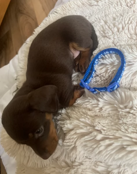 dolcissimi e meravigliosi Bassotto per adozione | Foto 3