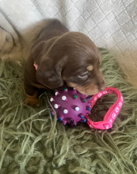 dolcissimi e meravigliosi Bassotto per adozione