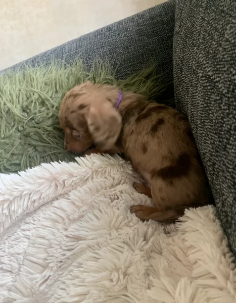 dolcissimi e meravigliosi Bassotto per adozione | Foto 1