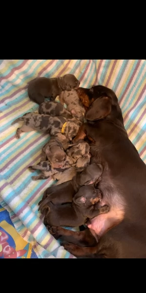 dolcissimi e meravigliosi Bassotto per adozione | Foto 0