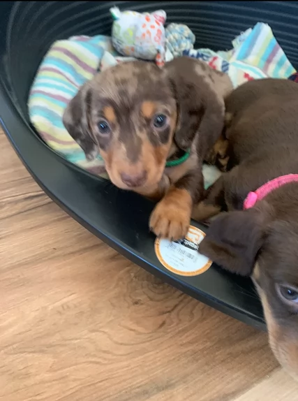 dolcissimi e meravigliosi Bassotto per adozione | Foto 1