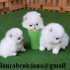 dolcissima pomeranian maschio e femmina per ladozione
