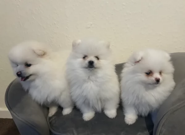 dolcissima pomeranian maschio e femmina per ladozione | Foto 2